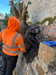 Removing tree roots from Wall
